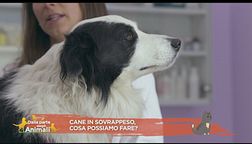 Cani in sovrappeso? Ecco i consigli della vet nutrizionista